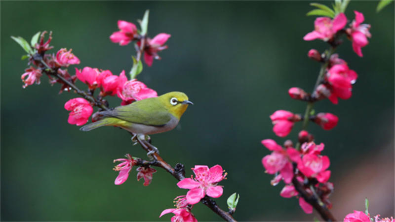 鸟语花香春意浓