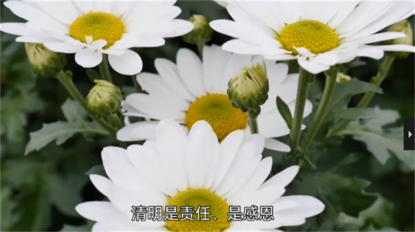 清明节11111111111111111111.png