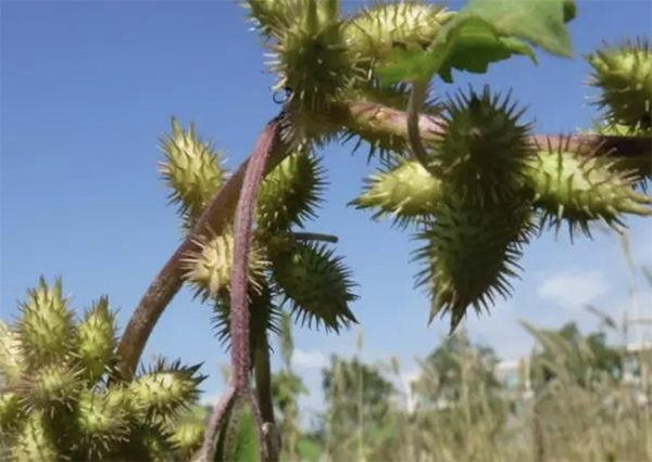 广西壮族自治区食品药品审评查验中心质量管