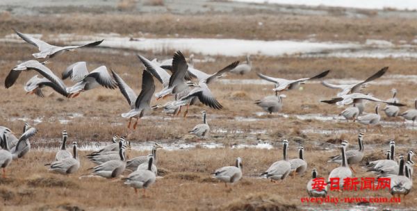 新疆巴里坤湖迎来迁徙候鸟